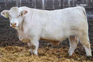 FALL BULLS The next eleven lots are big, stout sons of WC Formula 5014 P ET. These bulls have tons of width, muscle and the milk EPDs to make productive replacement females.