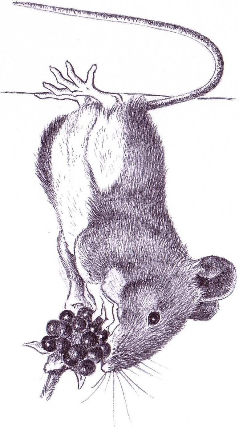 Small Mammals By Liz and Steve Lonsdale. A number of small mammal trapping sessions were planned in 2004 to look at small mammal populations at various locations around the reservoir.