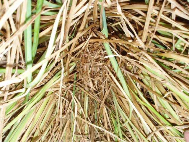 Harvest Mouse Survey at Carsington Water by Anna Evans It was decided to undertake a harvest mouse survey at Carsington as no previous records exist, despite the presence of areas of suitable