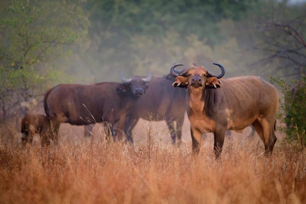 Central African Savannah Buffalo, an intermediate form