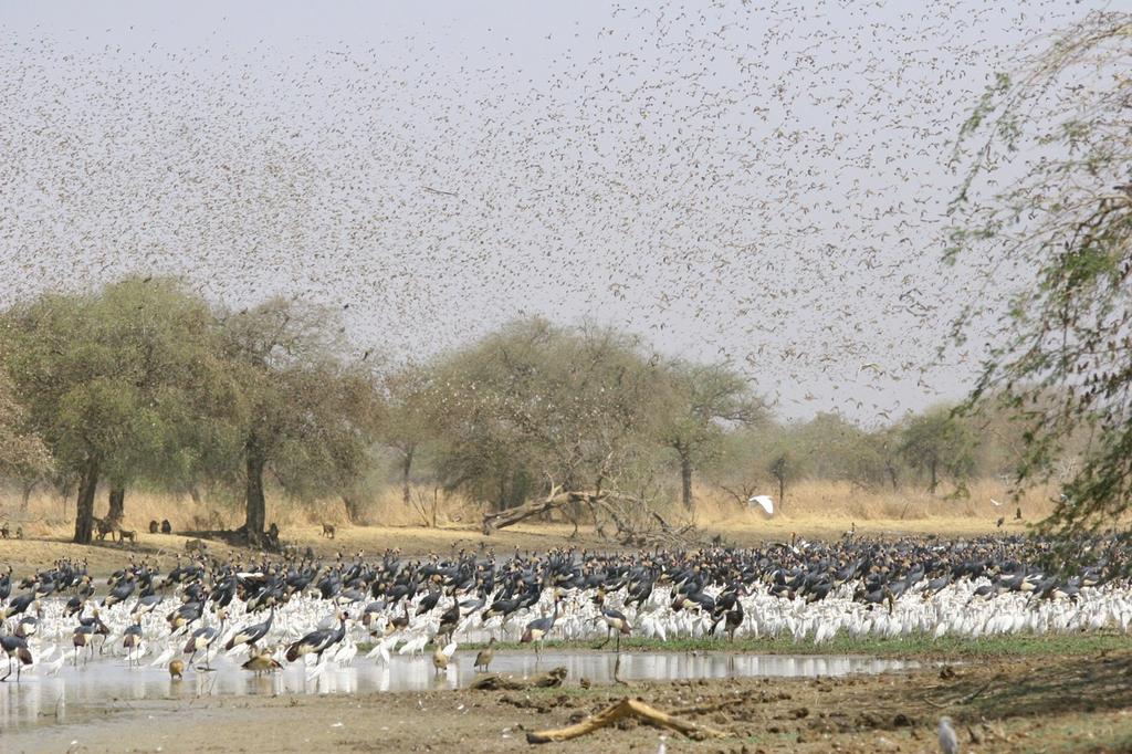 Thousands of birds congregate around the pans in the dry season with