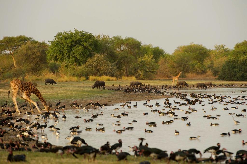 Zakouma offers an absolute abundance and variety of mammal species not easily seen elsewhere, with 30-35 different mammals regularly sighted on a 7 night