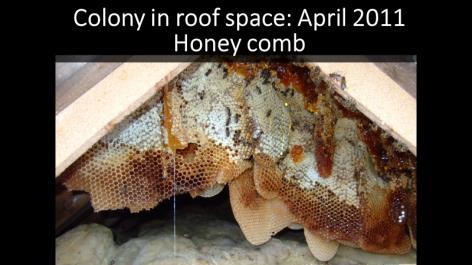 This was particularly on our minds during the 2009 season when we treated some hives with thymol crystals and not others, and could observe no obvious difference in the colonies as the season