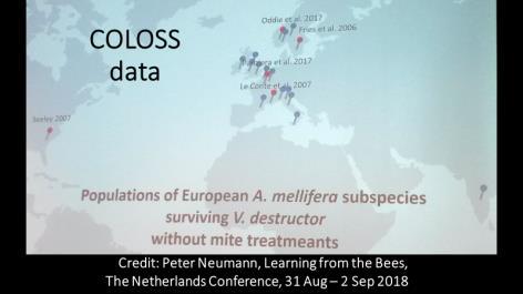 Also, hot of the press is a map of Apis mellifera survivor populations without mite treatments across Europe, plus Tom Seeley s Arnot Forest in the United States.