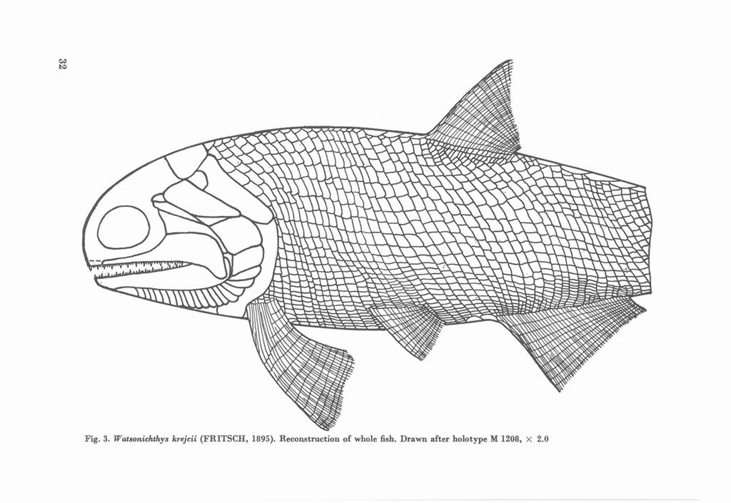 ~ t-:l Fig. 3. Watsonichthys krejcii (FRTSCH, 1895).