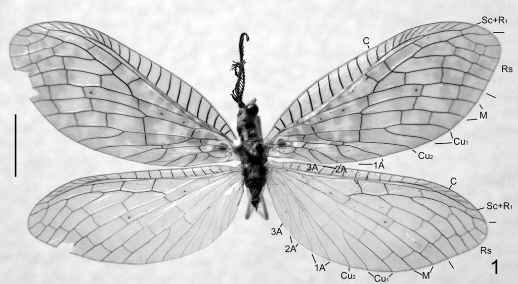 Fig. 1. Habitus photograph of N. borneensis van der Weele. Scale line 5.0 mm.