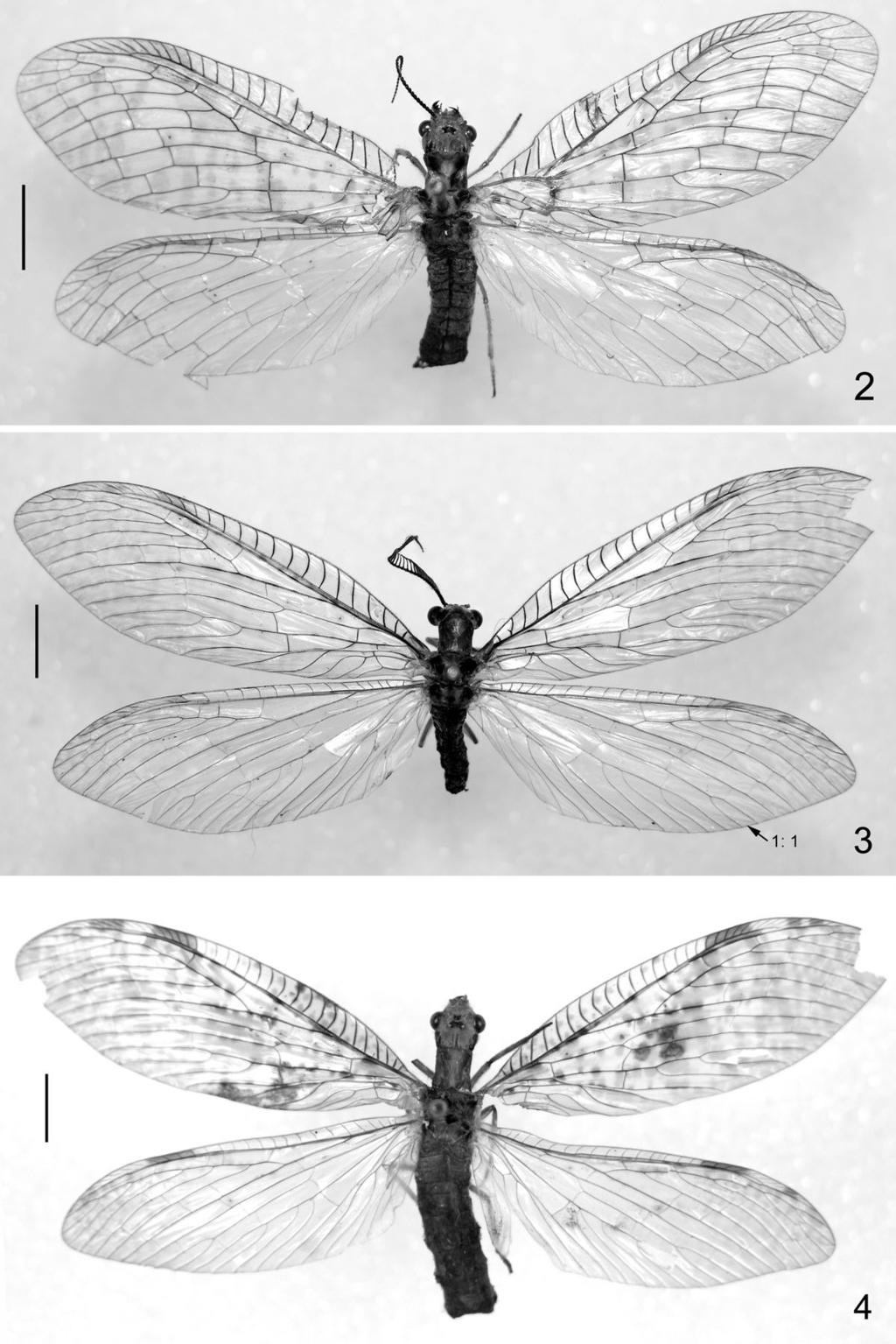 Figs 2 4. Habitus photographs of the species in N. sundaicus group: 2 N.