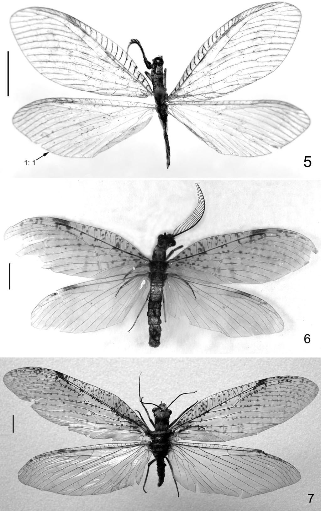 Figs 5 7. Habitus photographs of the species in N. sundaicus group: 5 N. parvus sp. n.