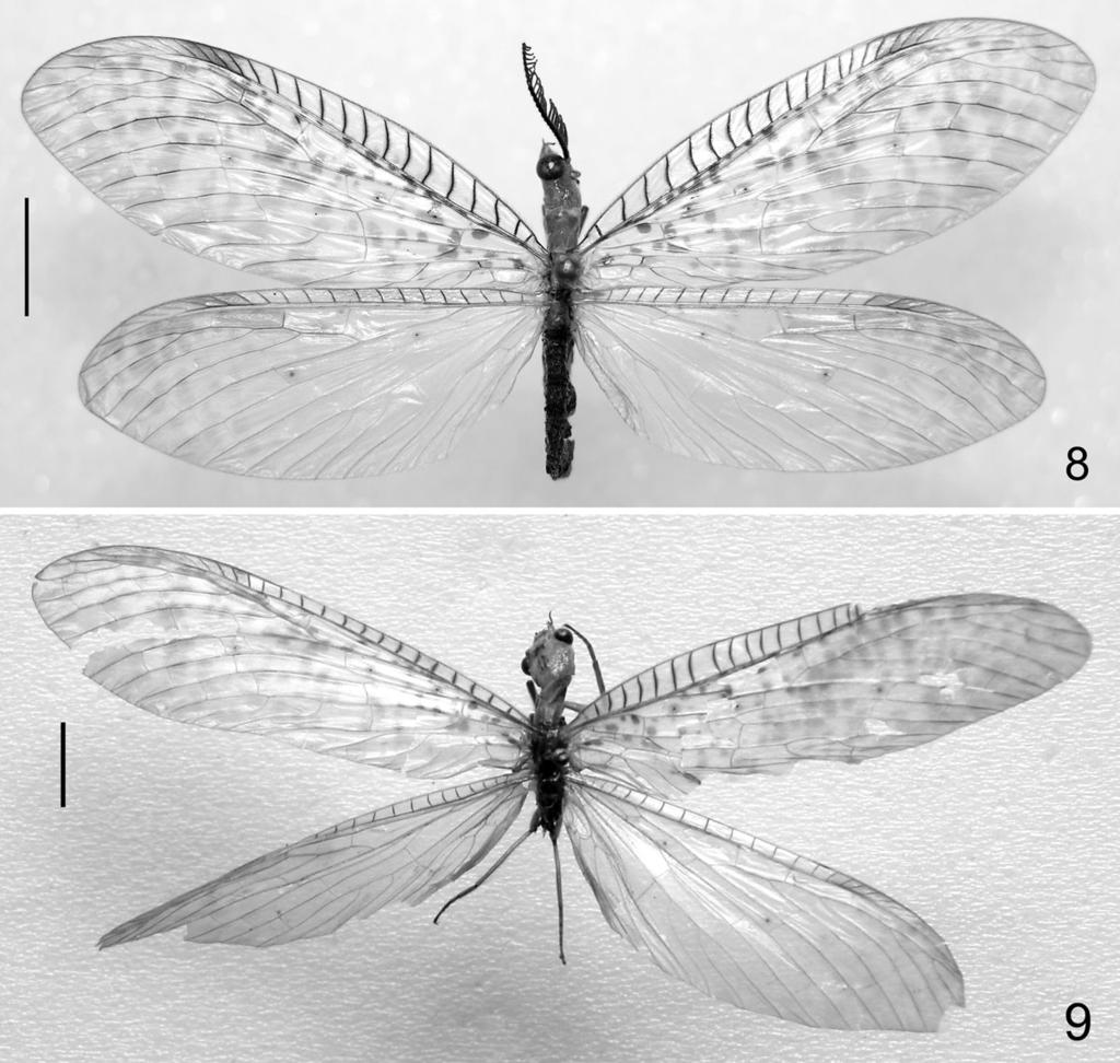 Figs 8, 9. Habitus photographs of the species in N. sundaicus group: 8 N. punctatoguttatus (van der Weele), male; 9 ditto, female lectotype. Scale lines: 5.0 mm.