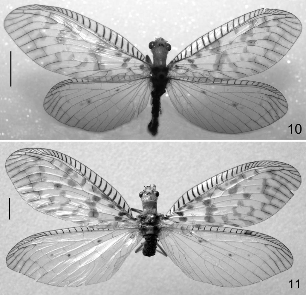 Figs 10, 11. Habitus photographs of the species in N. sundaicus group: 10 N. sundaicus (van der Weele), male lectotype; 11 ditto, female. Scale lines: 5.0 mm. Type material.