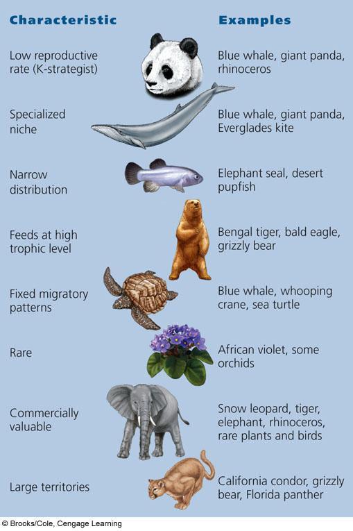 Characteristics of Species That Are