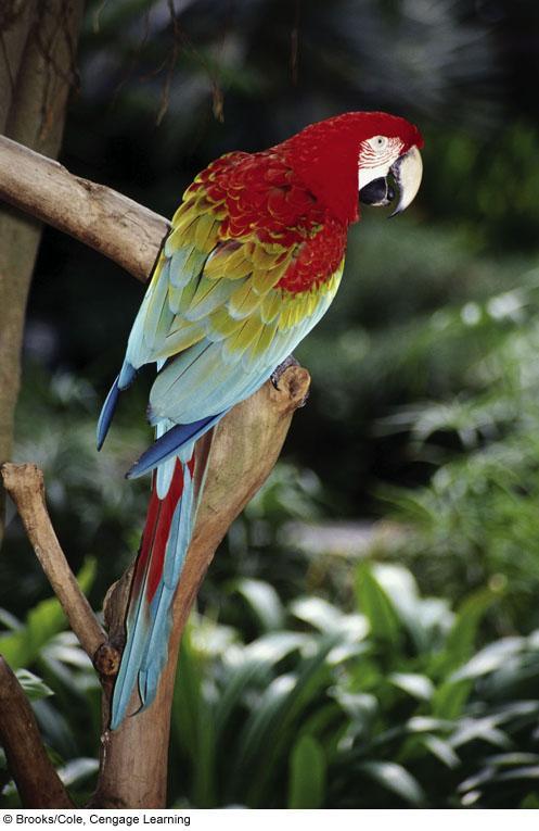 Endangered Scarlet Macaw is a