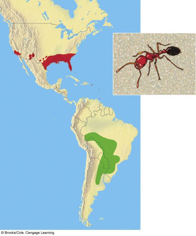Argentina Fire Ant Accidentally