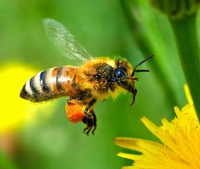 Case Study: Where Have All the Honeybees Gone?