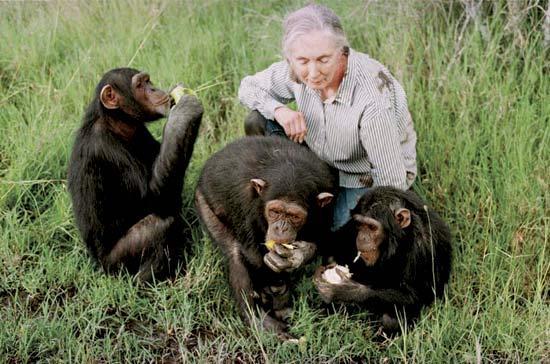 Individuals Matter: Jane Goodall Primatologist and anthropologist Studied chimps in Tanzania 45 years