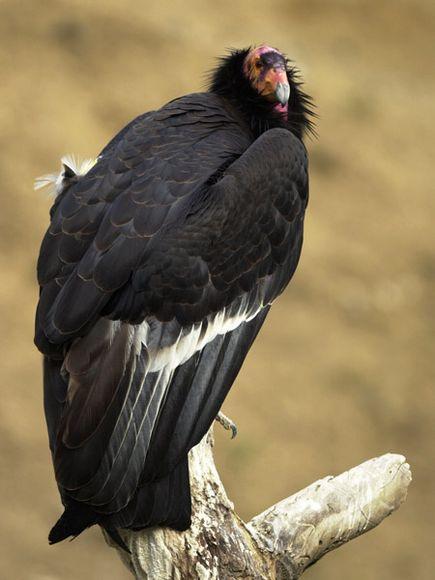 Case Study: Trying to Save the California Condor Largest North American bird Nearly extinct
