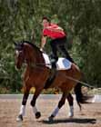 Equestrian Vaulting 5 18 8 10 28 Features 5 Vaulting Demonstrations: Transforming Your Demo Into