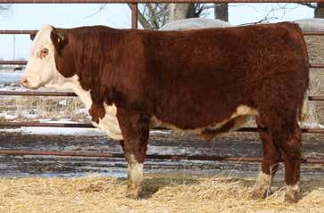 YEARLING BULLS LOT 9 LOT 10 RV Bogart 6955 Birthdate 03/04/2016 43764151 Polled Outstanding bull out of a first calf heifer. His birth weight EPD to yearling weight EPD spread is impressive.