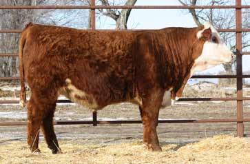 1 0.04 0.57 0.26 $22 $20 $32 90 99 LOT 14 PF 10Y Hometown 6124 Birthdate 03/08/2016 43695701 Horned lot 13 RV Sensation 6444 Sensation bull calf out of the full sister to our lot 52 heifer calf.
