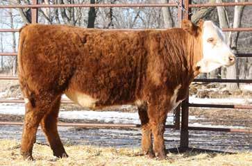 LOT 20 lot 21 RV Peace of Mind 6454 Birthdate 03/12/2016 43766210 Scurred Surefire heifer bull and his pedigree is filled with lots of maternal power.