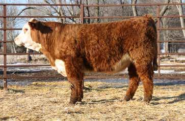 LOT 28 LOT 29 RV X51 Revolution 6230 Birthdate 03/18/2016 43764791 Polled This X51 son has a big square hip and is extra stout. We call him fuzzy because he had a ton of hair all summer long!