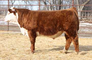 YEARLING BULLS LOT 40 LOT 41 RV Hometown 6562 Birthdate 03/27/2016 43749883 Polled RV Hometown 6509 Birthdate 03/28/2016 43764073 Polled Goggle eyed bull with lots of extra muscle and rib shape.