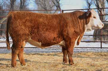 TWO YEAR OLD BULLS 20 LOT 44 lot 45 RV Hometown 5001 Birthdate 03/31/2015 43642343 Polled RV Excellence 5008 HVH MISS HUDSON 83K 8M SHF EXCELLENT R117 X181 MM RSM STOCKMASTER 512 SHF INTERSTATE D03