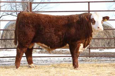 LOT 48 LOT 49 RV Excellence 5149 Birthdate 04/27/2015 43642120 Polled It will be hard to miss this good looking goggle eyed bull.