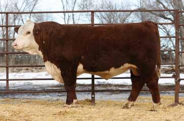 TWO YEAR OLD BULLS LOT 51 PF 118Y Tundra 5136 Birthdate 05/03/2015 43622759 Polled This bull is an outlier in terms of power and performance.