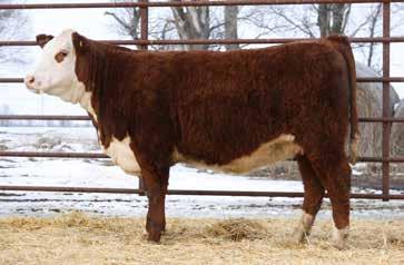 RAVINE CREEK RANCH RETAINS THE RIGHT TO ONE FLUSH ON ALL HEIFERS SOLD. LOT 52 RV X51 Lady Bennett 6044 Birthdate 03/11/2016 43764792 Polled Donor alert! Sale feature & a valuable breeding piece.