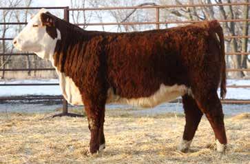 LOT 71 RV Homegrown Gal 6025 Birthdate 04/02/2016 43749950 Polled Really stylish look to this moderate framed 96A daughter.