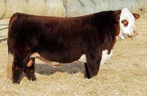 REFERENCE SIRES 4 NJW 78P TWENTYTWELVE 190Z ET BW 6.2 WW 58 YW 111 M 33 CEM 4.0 NJW 73S W18 HOMETOWN 10Y SC 1.1 Popular national champion bull. Balanced EPD package. Sons and grandsons sell.