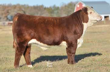 VIDEOS OF SALE CATTLE ONLINE AT RAVINECREEKRANCH.COM Donor Cow - K&B LADY SENTRY 9021W A never miss cow who flushed great to three different sires.