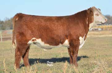 5% IMF 102% LOT 1 RV CONVICTION 6926 ET Birthdate 03/10/2016 43728673 Polled This year s flush out of our donor cow 9021W is quite possibly her best yet.