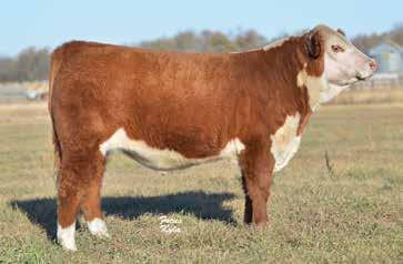 YEARLING BULLS LOT 3 LOT 4 RV COLLATERAL 6947 ET Birthdate 03/12/2016 43728676 Scurred This flushmate is big, rugged, and soggy made.