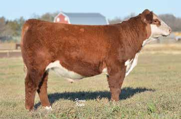 LOT 6 LOT 7 RV Ringo 6724 Birthdate 02/10/2016 43715427 Polled Ringo has been an All Star since the day he hit the ground.