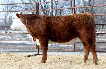06 $19 $11 $33 90 ET PF 96A Emmet 6634 Birthdate 02/16/2016 43695680 Scurred Dark red, good marked, cool son of 96A and a first calf About Time heifer. He has been a favorite since birth.