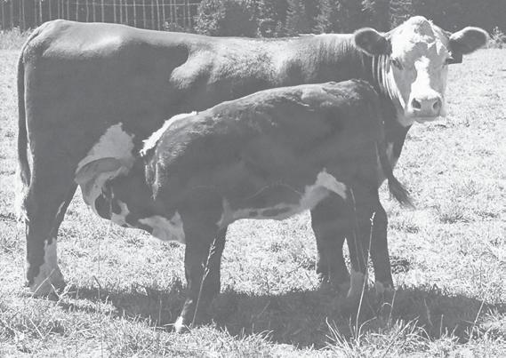 13 C IDEAL LADY 95C Reg: 43715865 DOB: 11/04/2015 Cow Owned By: COX HEREFORDS JEFFERSON, OR NJW 98S R117 RIBEYE 88X ET.