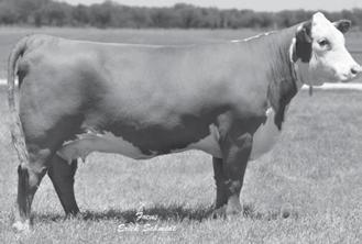 Milk and udder quality is built into this female s pedigree. She s sired by Canadian Triple-J Oakland Spidel 24S.