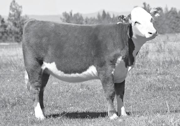 4 4M 14U VANITY 1507 Reg: 43726024 DOB: 10/12/2015 Cow Owned By: 4M Livestock Redmond, OR CH ENUFF PROPHET 2913.