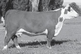 Vanity is backed by a great pedigree leading back to the popular Durango 4037 bull. We are also including two straws of SB 54E 75R Fusion 138X ET semen to kick start her breeding progeny!