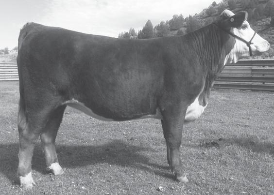 His daughter found here in Lot 10 carries these great traits as she too carries her thickness throughout her lower quarter while mainting a long spine.