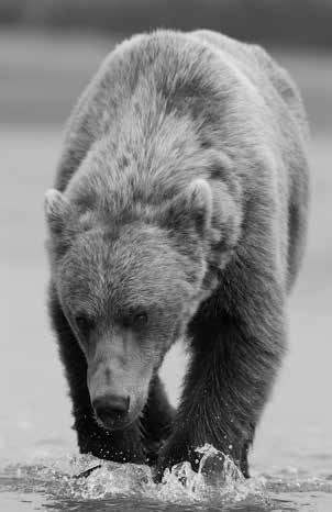 A lot to learn Grizzly bear and cubs, coastal Alaska, USA 30