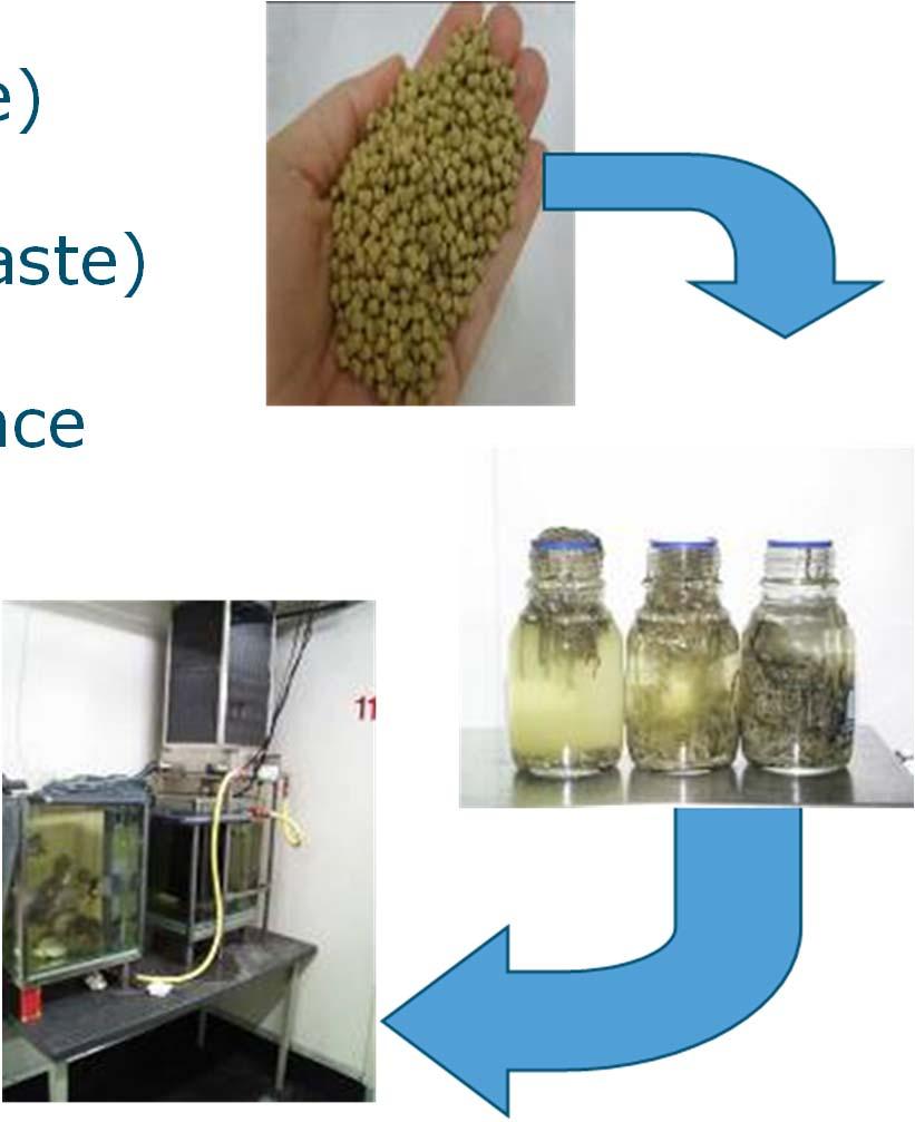 Minimizing waste production Fish nutrition faecal waste production (in RAS) Feeding level amount of faeces (waste)