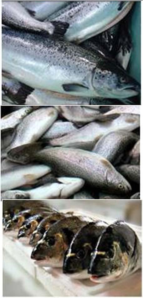 animals) Nutritional intervention of farmed fish: Protein content & profile No Fat level &