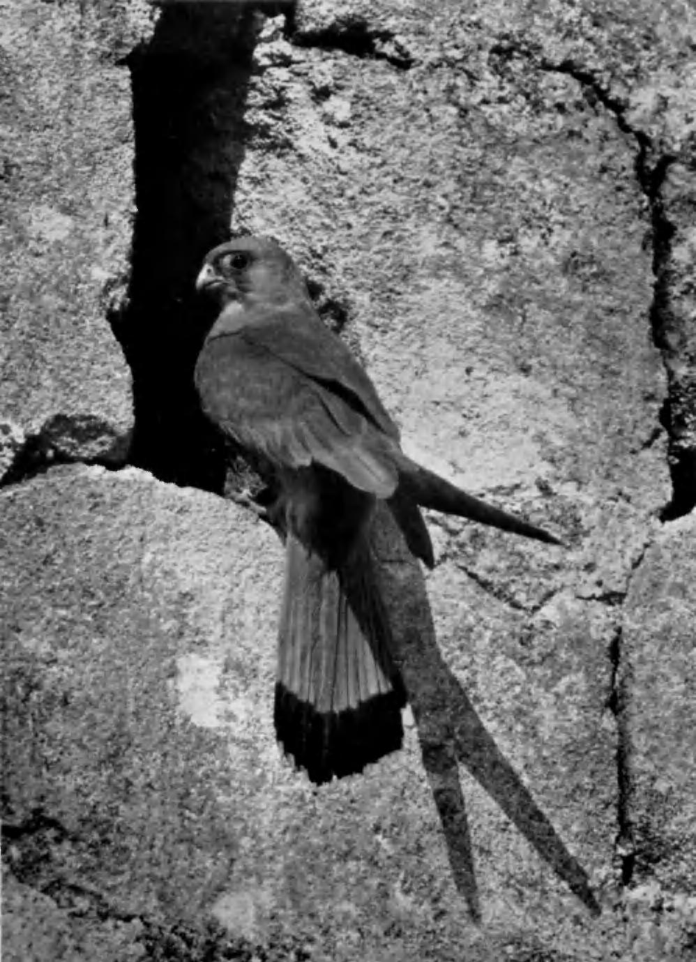 British Birds, Vol. xlvii, PI. 17. LESSER KESTREL (Falco naumanni). ADULT MALE AT ENTRANCE TO NEST. L'ABBAYE DE MONTMAJOUR, NEAR ARLES, FRANCE. MAY, 1953. (Photographed by C. C. DONCASTER).
