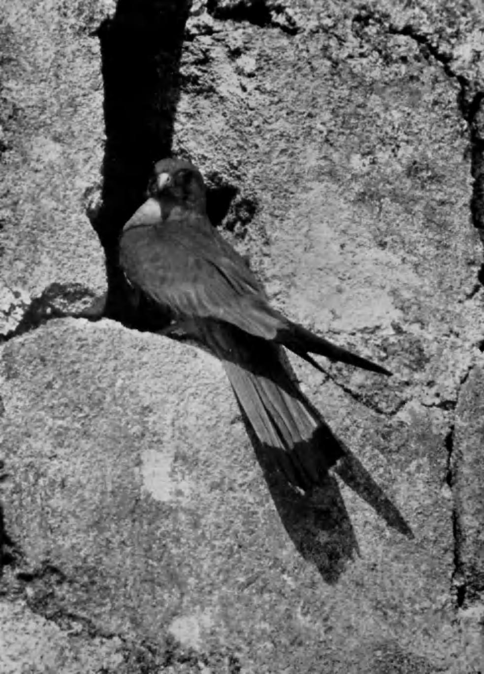 British Birds, Vol. xlvii. PI. 18. LESSER KESTREL (Falco naumanni). ADULT MALE AT ENTRANCE TO NEST. L'ABBAVE DE MONTMAJOUR, NEAR ARLES, FRANCE. MAY, 1953. (Photographed by C. C. DONCASTEK).