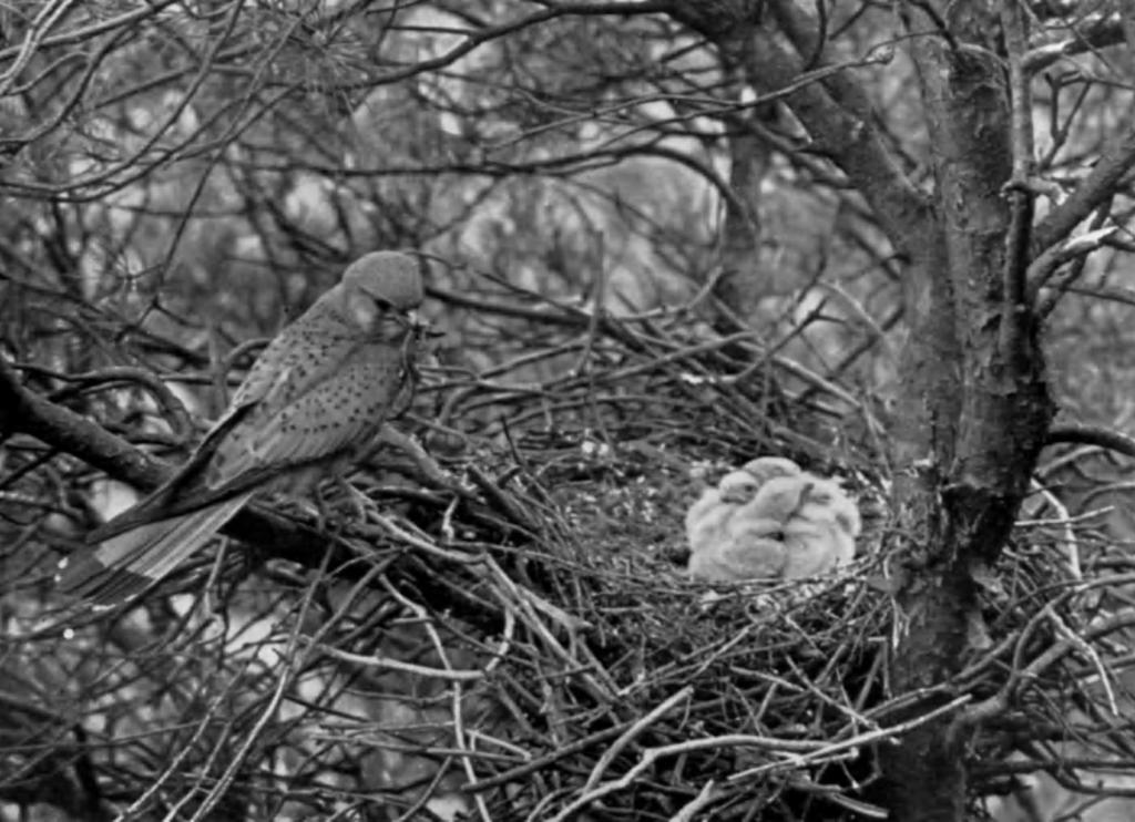 British Birds, Vol. xlvii, PI. 20. KESTREL (Falco tinnunculus). MALE CARRYING LIZARD TO YOUNG IN NEST. BERKSHIRE, ENGLAND. (Photographed by G. K. YEATES).