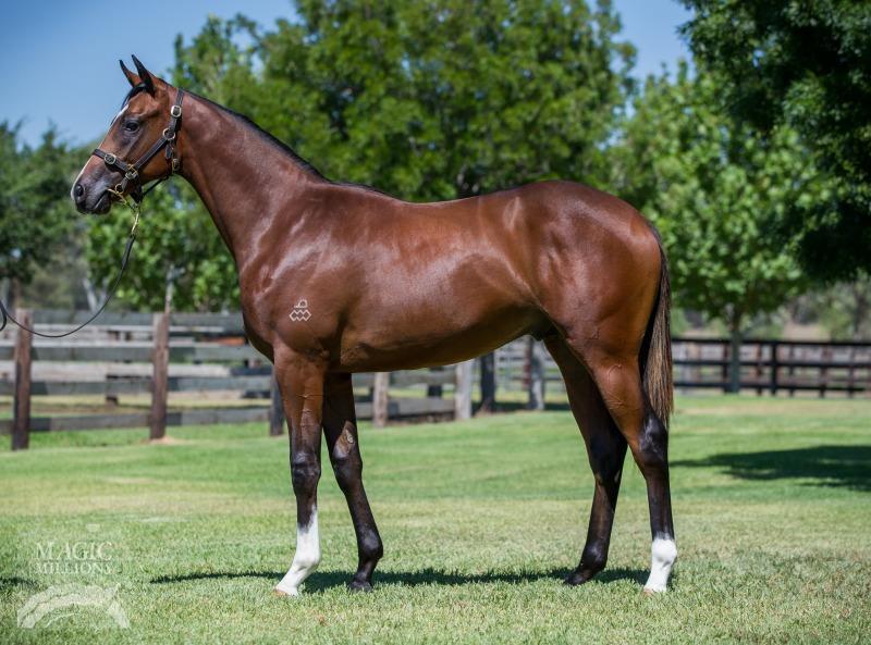 Unnamed yearling Bay Colt by Dundeel Out of Vocalise Notice to Potential Investors into this Syndicate You must be aware that an investment in this Syndicate is subject to investment and other risks.