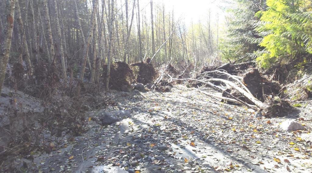 Figure 4: Looking downstream of the berm showing the damage caused when heightened flows from the Squamish River mainstem overtopped